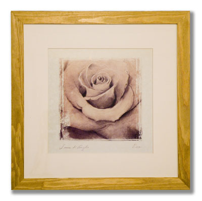 Rose Print Framed Print Of a Rose